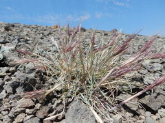 Elymus scribneri