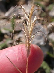 Elymus scribneri