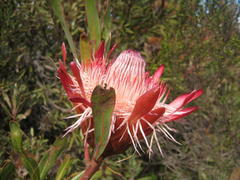 Protea susannae