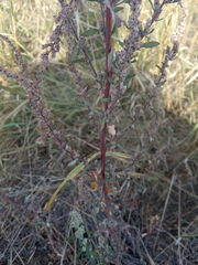 Chenopodium striatiforme