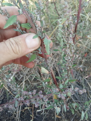 Chenopodium striatiforme