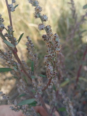 Chenopodium striatiforme