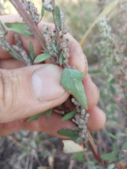 Chenopodium striatiforme