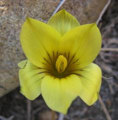 Romulea austinii