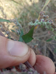 Chenopodium striatiforme