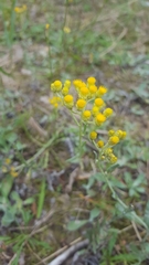 Helichrysum arenarium