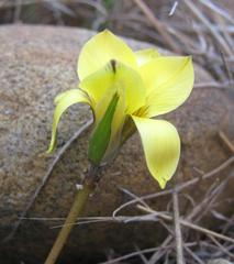 Romulea austinii