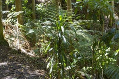 Cordyline petiolaris