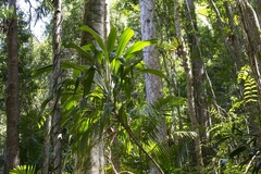 Cordyline petiolaris