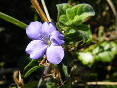Barleria obtusa