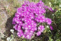 Lampranthus stipulaceus