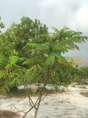 Albizia chinensis