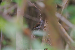 Pachycephala cinerea