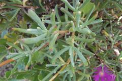 Lampranthus stipulaceus