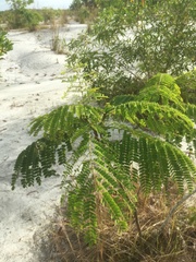 Albizia chinensis