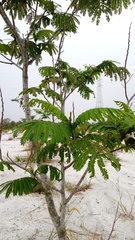 Albizia chinensis
