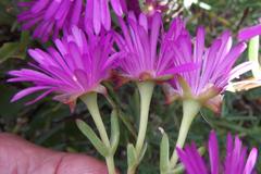 Lampranthus stipulaceus