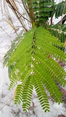 Albizia chinensis