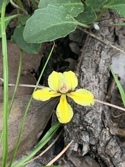 Goodenia glabra