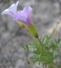 Oxalis engleriana