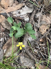 Goodenia glabra