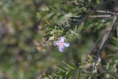 Lobostemon echioides