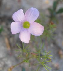 Oxalis engleriana
