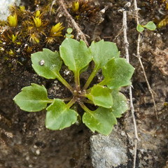 Campanula cochleariifolia