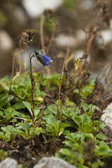 Campanula cochleariifolia