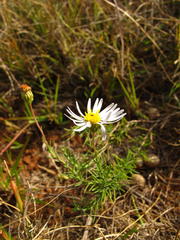 Felicia muricata muricata