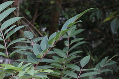 Rhus hypoleuca