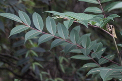 Rhus hypoleuca