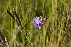 Dianthus superbus alpestris