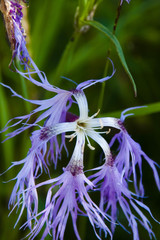 Dianthus superbus alpestris