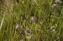 Dianthus superbus alpestris