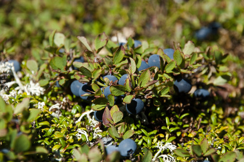 Vaccinium uliginosum iNat (3)