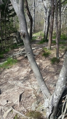 Amelanchier arborea arborea