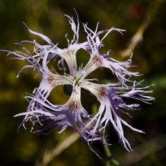 Dianthus superbus alpestris