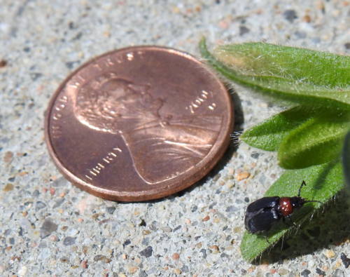 Oulema melanopus