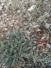 Echium italicum