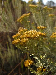 Helichrysum kraussii