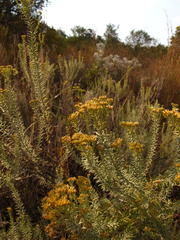 Helichrysum kraussii