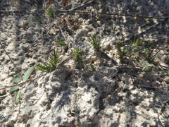Adenogramma rigida