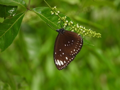Euploea crameri