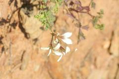 Pelargonium trifidum