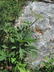 Heracleum asperum