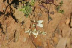 Pelargonium trifidum