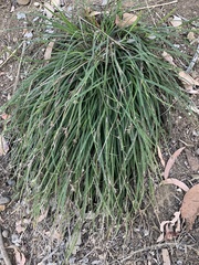 Scleria mackaviensis