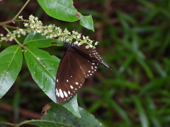 Euploea crameri