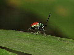 Chrysocoris eques